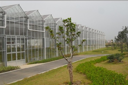 句容玻璃温室大棚透光条件好适合栽培